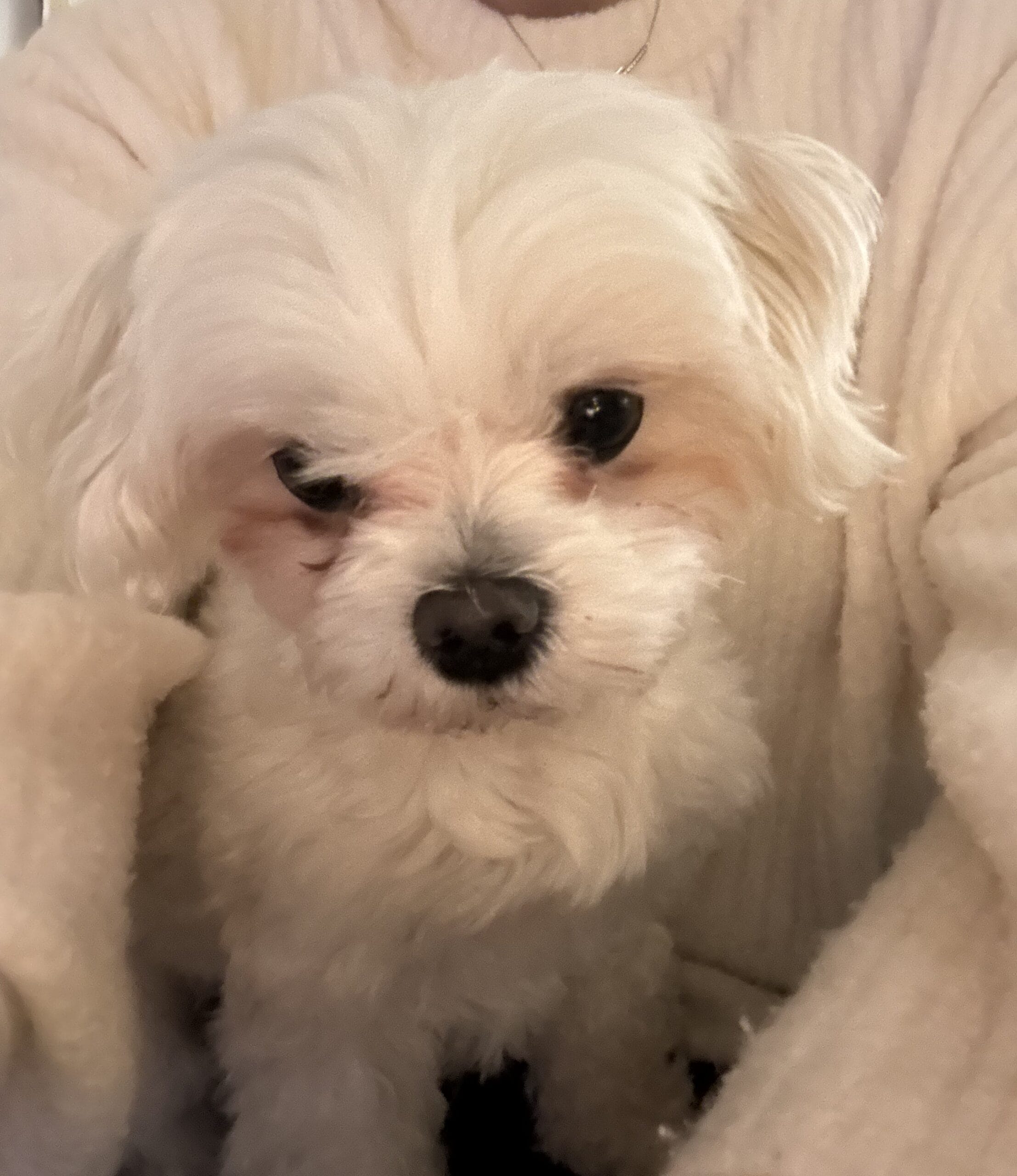 Vicky, de therapiehond van de praktijk